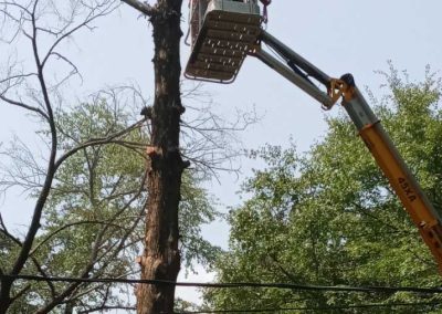 Tree Service (1)
