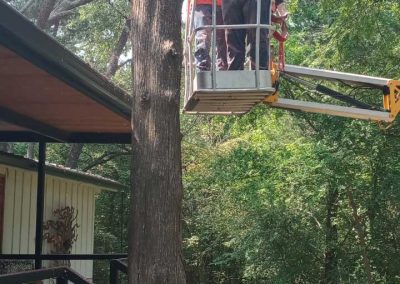 Tree Service (2)