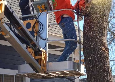 Tree Service (3)