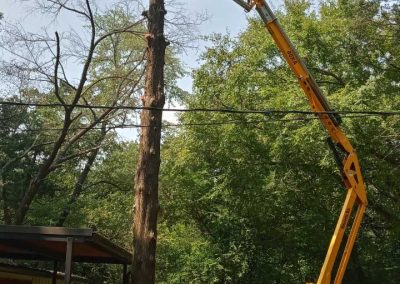 Tree Service (5)