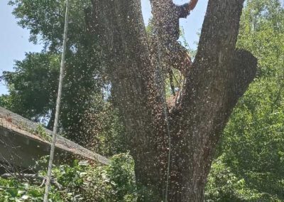 Tree Service (6)