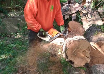 Tree Service (7)