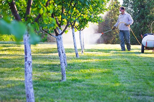 Tree Spraying Tree Spraying
