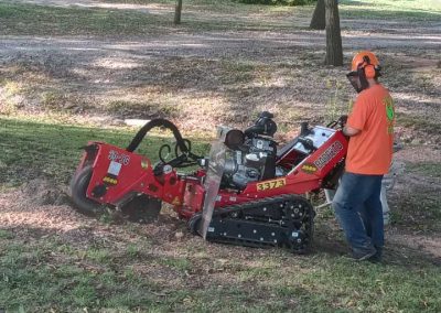 Tree Stump Removal (7)