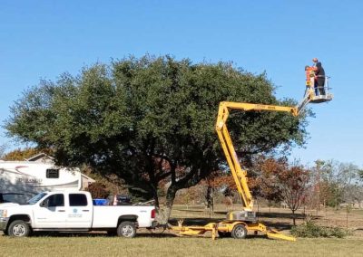 Tree Trimming (1)