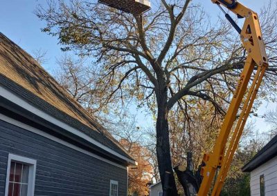 Tree Trimming (11)