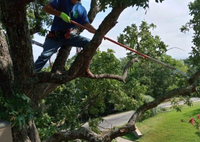Tree Trimming (12)
