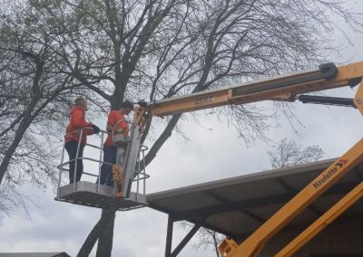 Tree Trimming (2)
