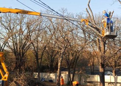 Tree Trimming (3)