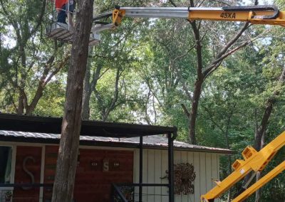 Tree Trimming (5)