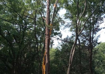 Tree Trimming (6)