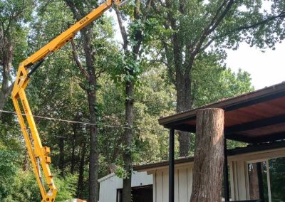 Tree Trimming (7)