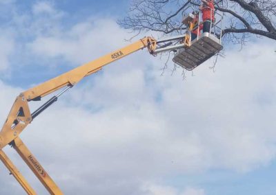 Tree Trimming (9)