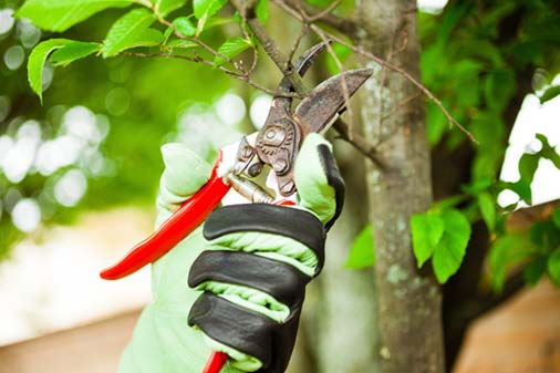 Trimming & Pruning Trimming & Pruning